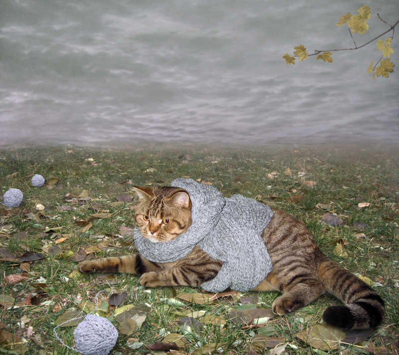 带着灰色围巾的猫躺在草地上