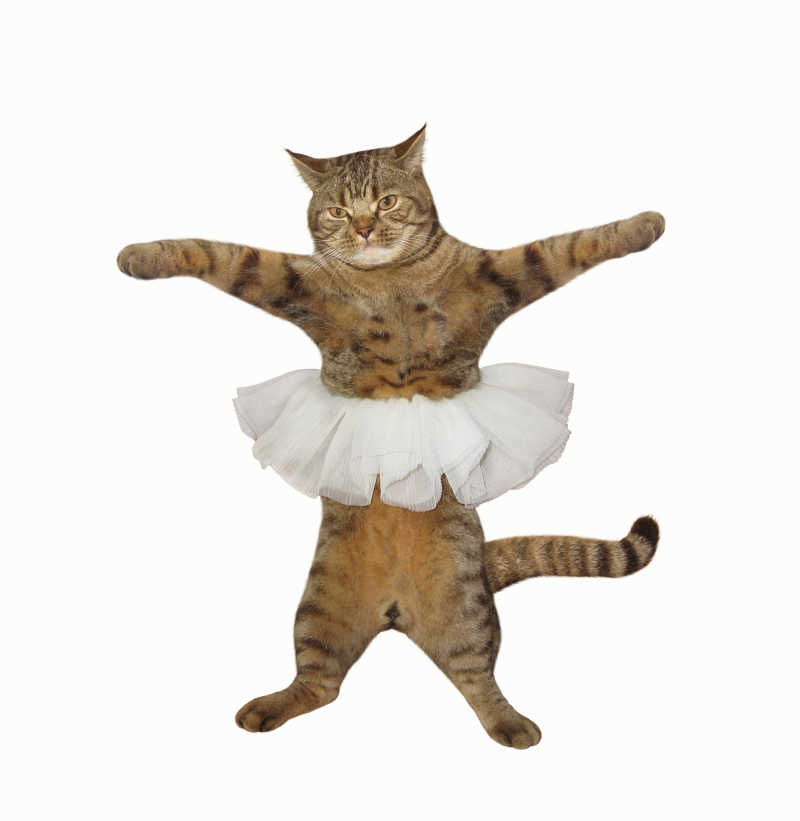 穿着芭蕾舞裙跳舞的猫