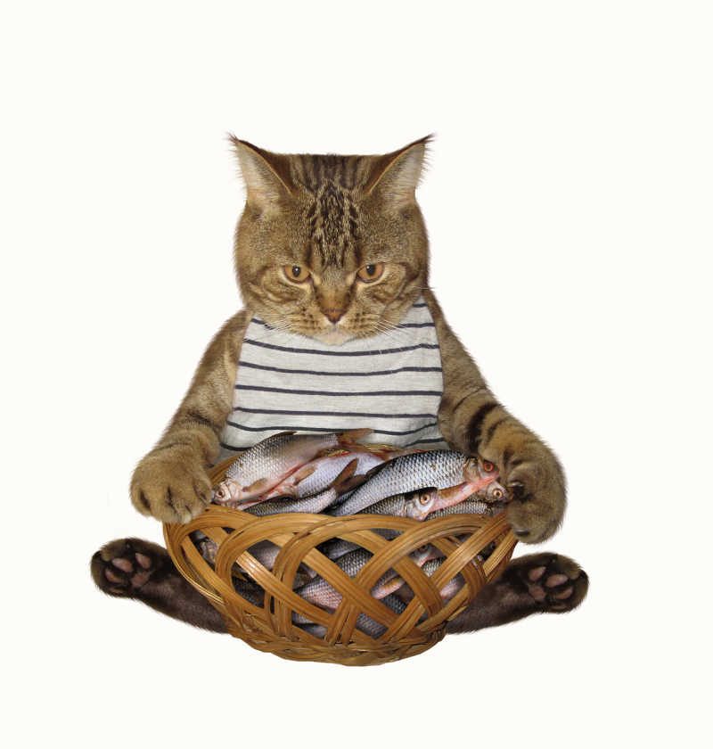 白色背景下抱着一篮子鱼坐着的猫咪