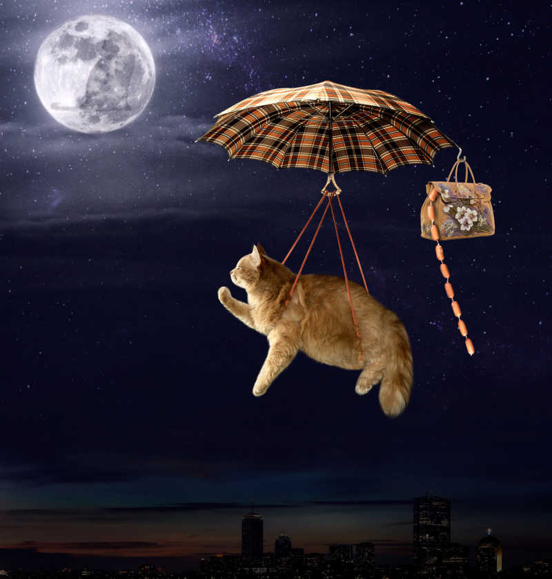 伞上飞行的猫