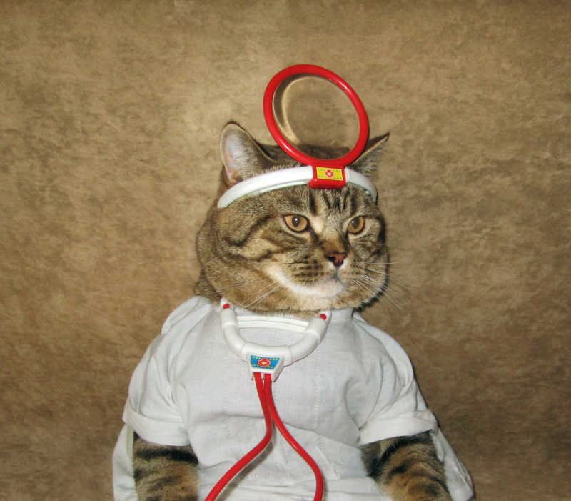 猫穿着医生服饰的造型创意