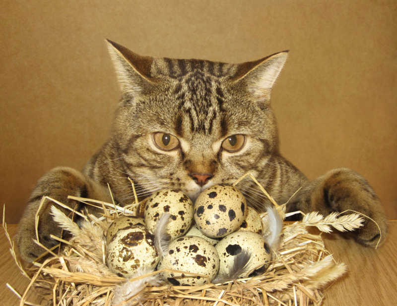 猫发现了鸟巢里的一窝蛋