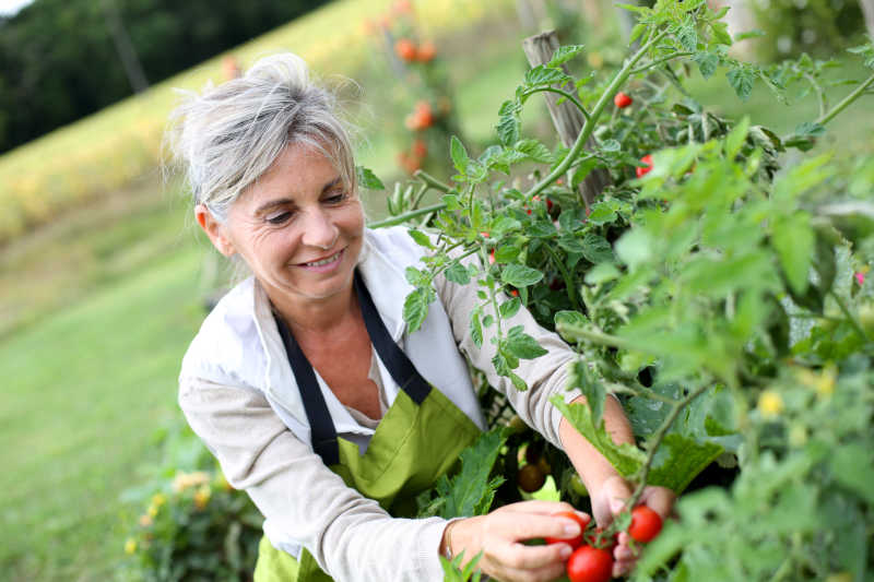 老妇人在从蔬菜园摘西红柿