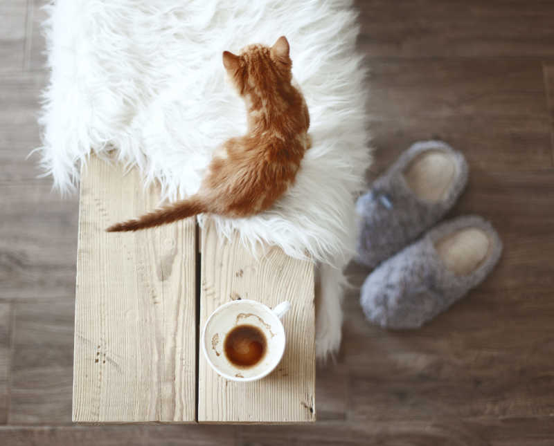 茶座上的咖啡杯小猫和白色的毯子