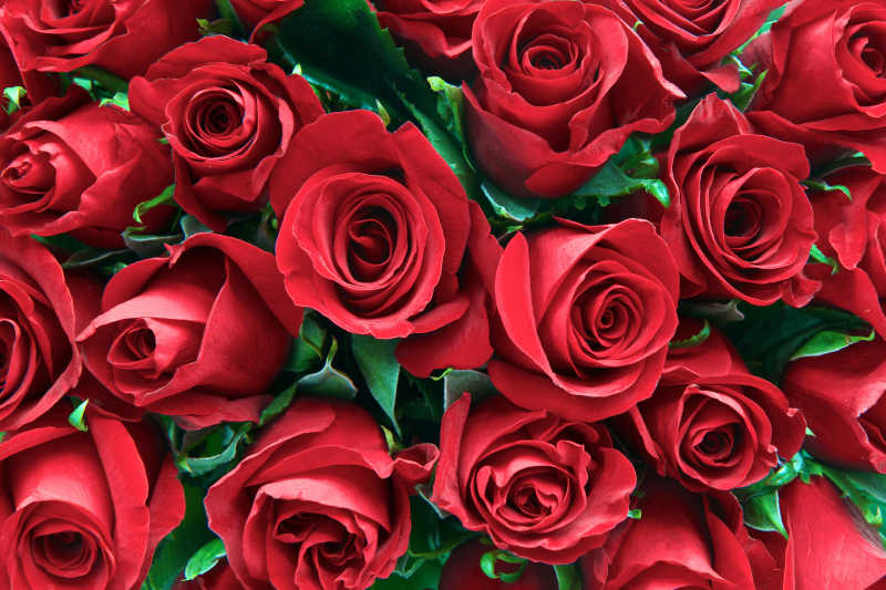 漂亮的红色玫瑰花
