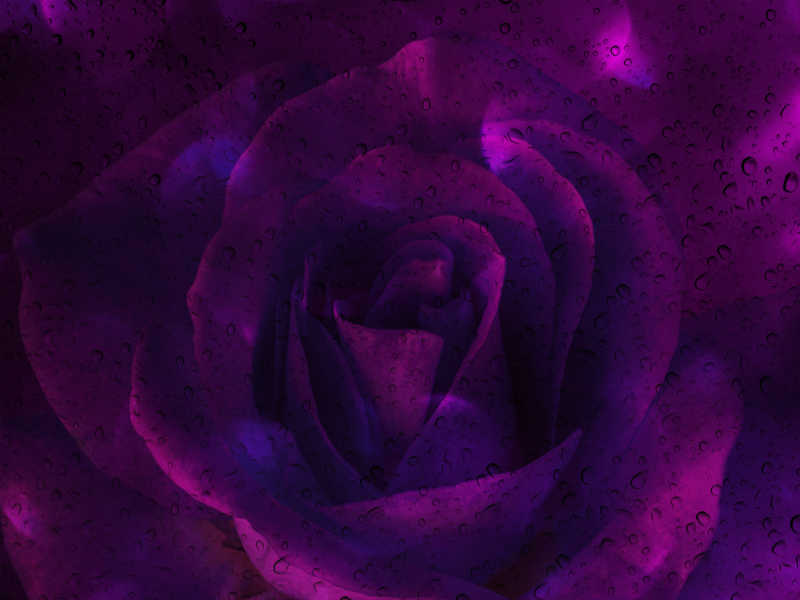 浪漫紫玫瑰