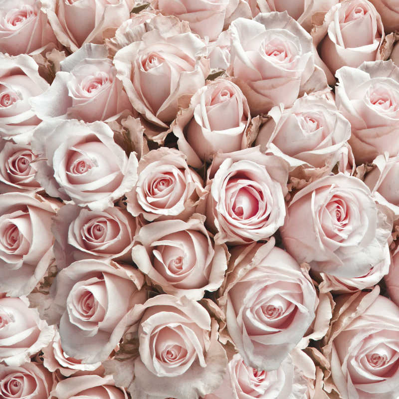 粉白色的玫瑰花