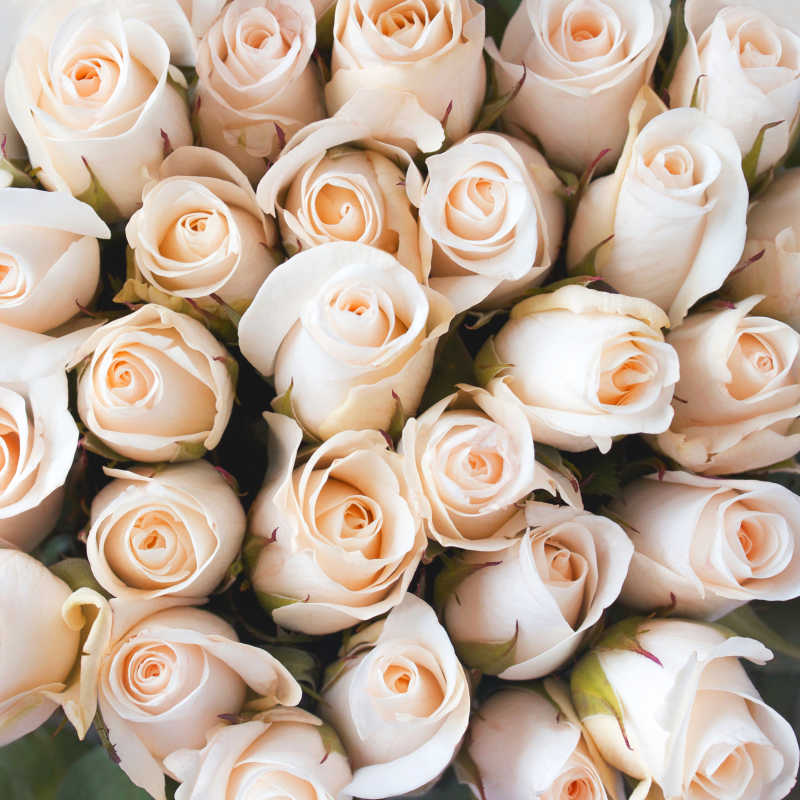 很多粉白色的玫瑰花