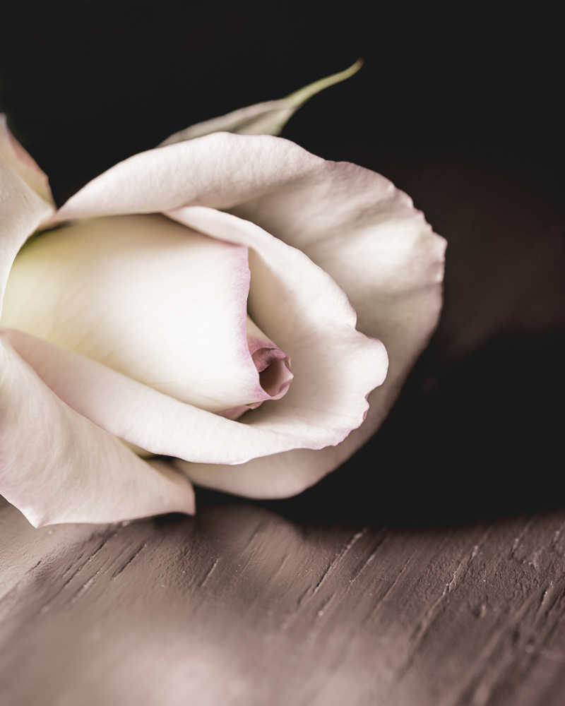 木桌上的白色玫瑰花