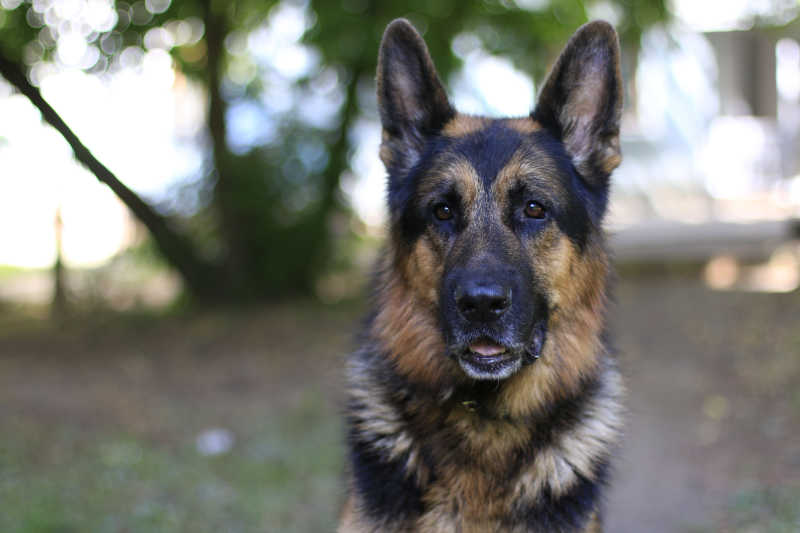 四处张望的德国牧羊犬