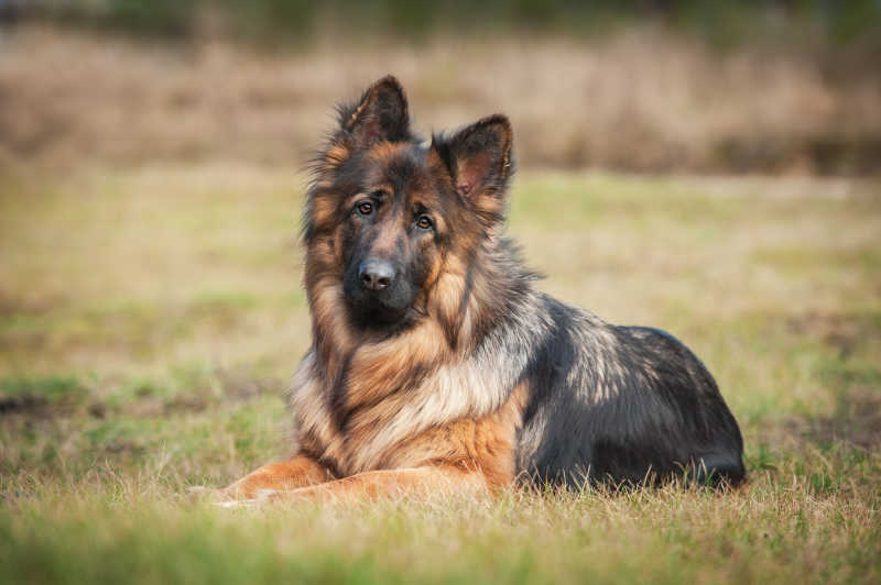 趴在草地上张望的德国牧羊犬