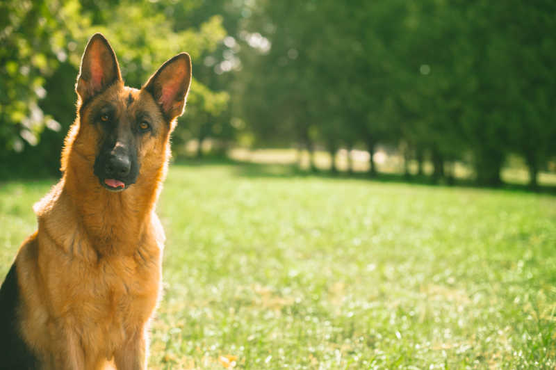 聆听声音的德国牧羊犬