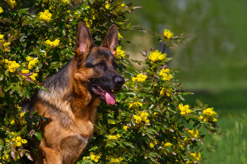 躲在花丛里的德国牧羊犬