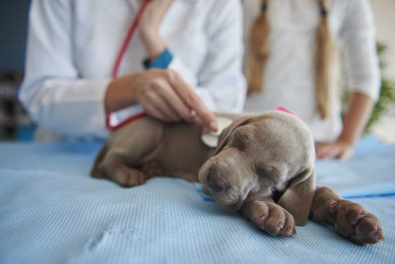 兽医正在给幼犬做常规的检查
