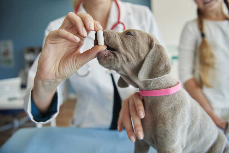 兽医和小女孩正在给小狗喂食一些维生素