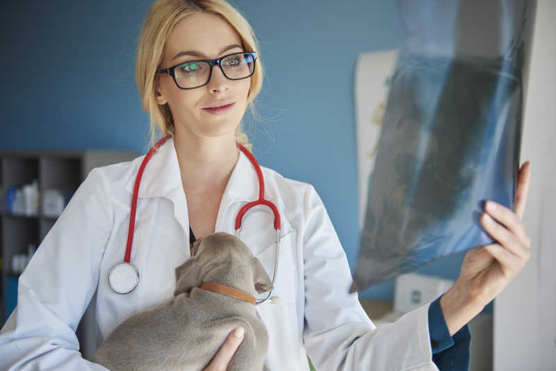 兽医观察小狗的身体X射线图像