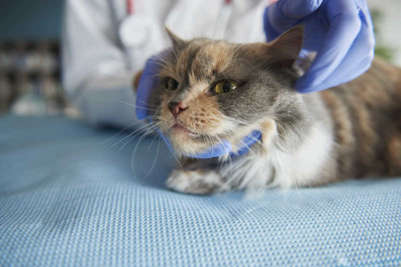 兽医给生病的猫做检查