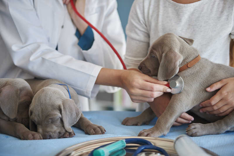 兽医和小女孩给小狗做常规检查