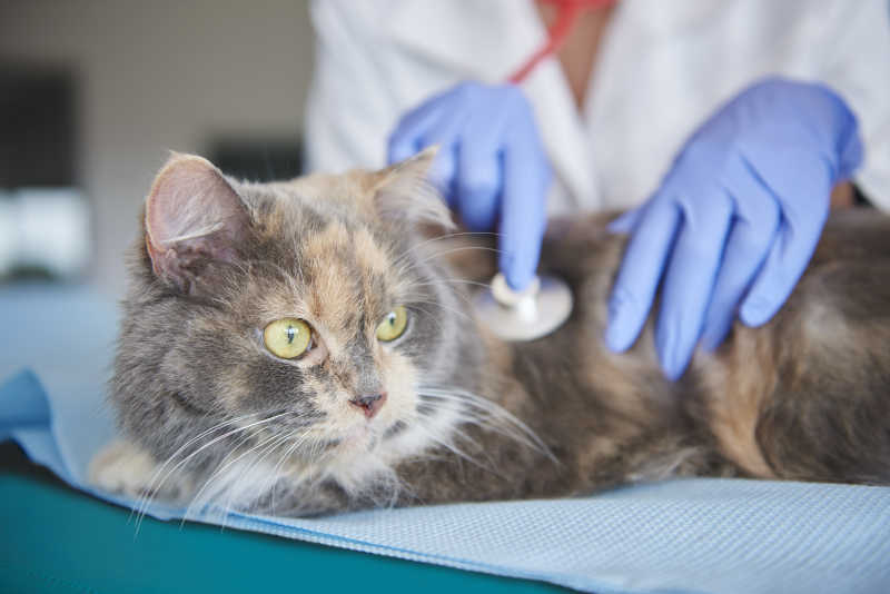 兽医正在给猫做常规检查