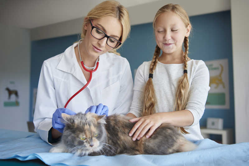 兽医和小女孩带着猫到动物医院访问