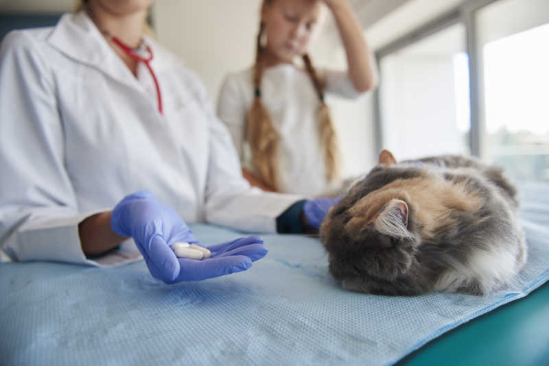 兽医和小女孩给生病的猫喂食一些药丸
