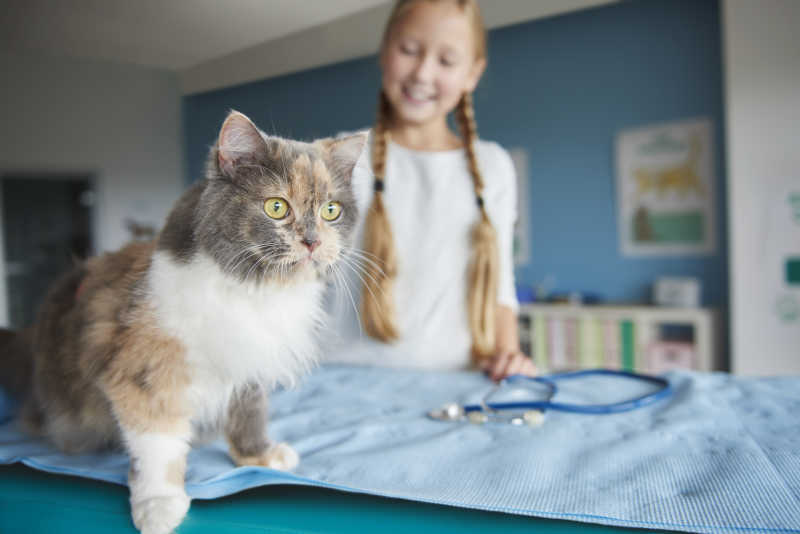 兽医和小女孩与她的猫在兽医院检查