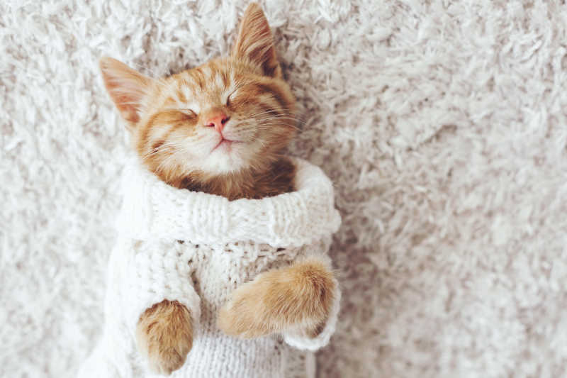 可爱的小小猫穿着暖和的毛衣睡在白色的地毯上