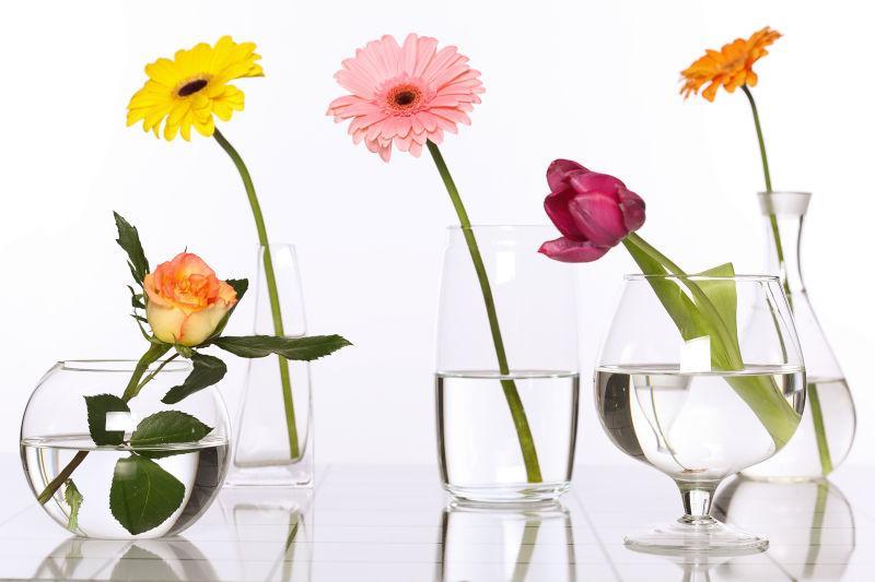 玻璃花瓶中的花在白色背景下