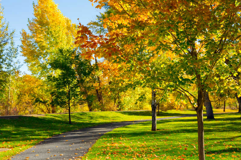 秋季公园树木道路