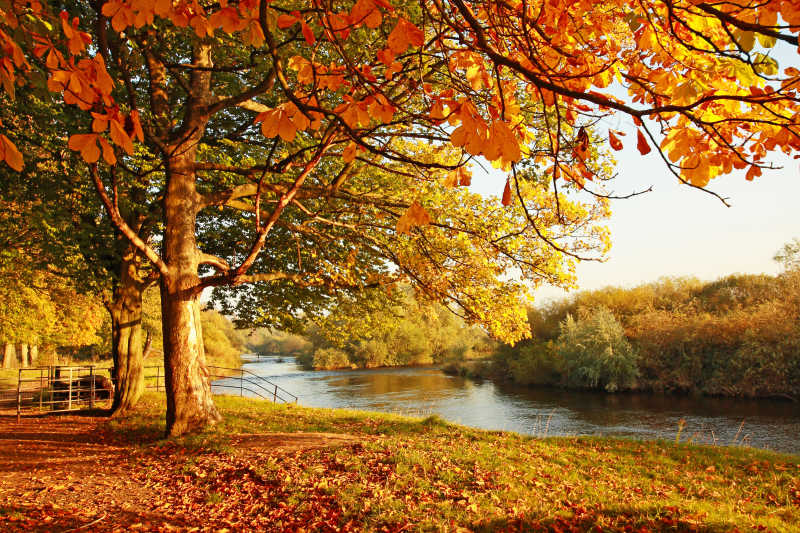 秋季湖边风景枫树