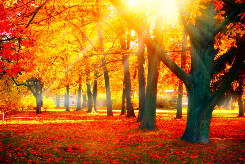 秋季公园美丽枫树公园