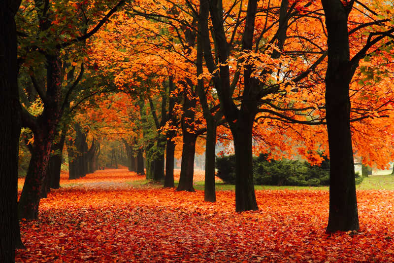 秋季红叶道路