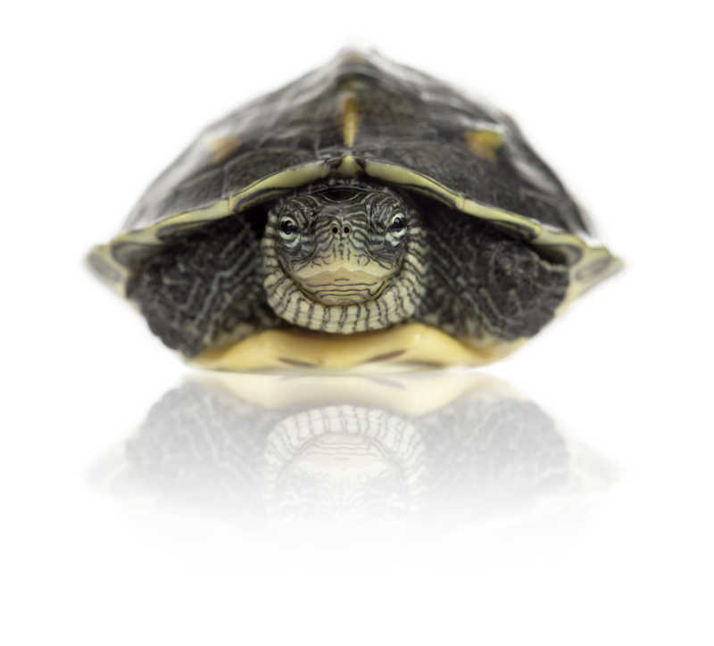 白色背景上一只缩在龟壳里的乌龟