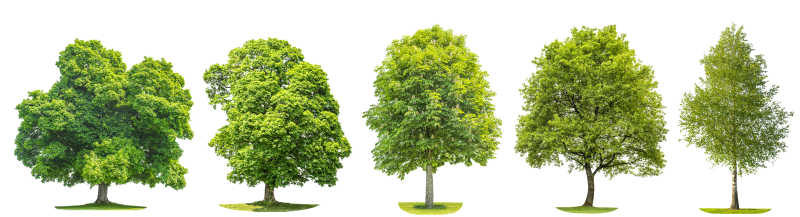白色背景下的不同种类的树木