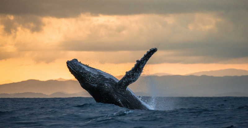 夕阳下在海面上跃起来的驼背鲸