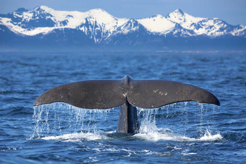 雪山背景下大海上露出水面的鲸鱼尾巴