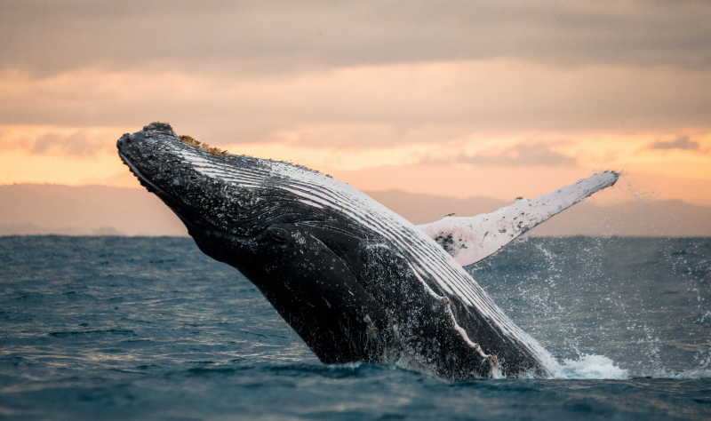 夕阳下在海面上跳跃的鲸鱼