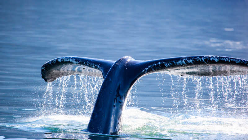 露出海面鲸鱼的尾巴