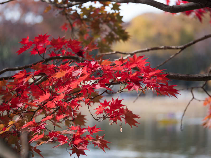 富士山红色秋叶风景
