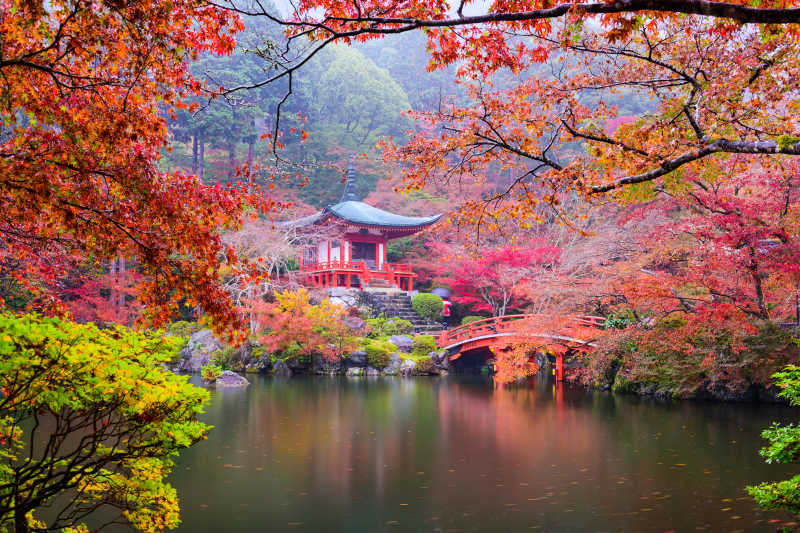 美丽的京都寺秋枫叶风景