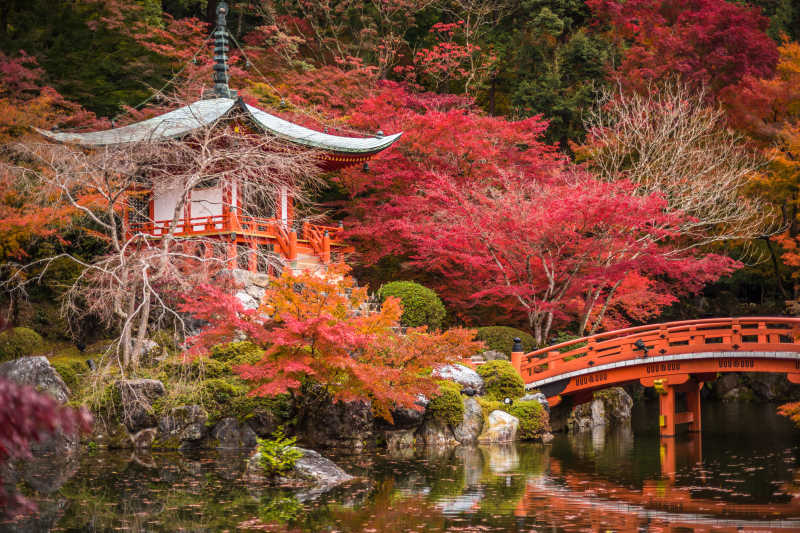 大吉寺的美丽红枫树风景