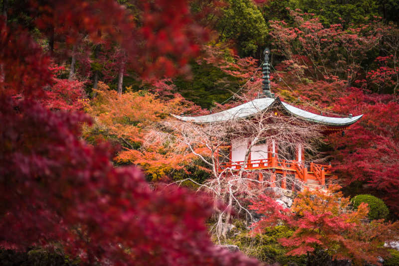 日本京都枫木寺大吉寺红叶风景