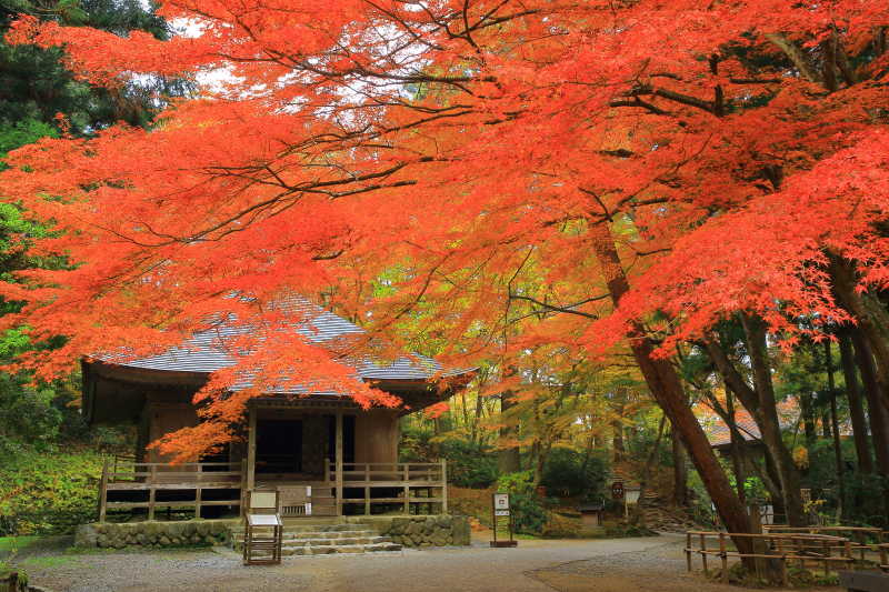 世界遗产平泉中尊寺的美丽红叶风景
