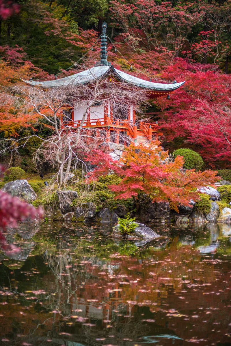 枫木寺大吉寺的漂亮的红叶风景