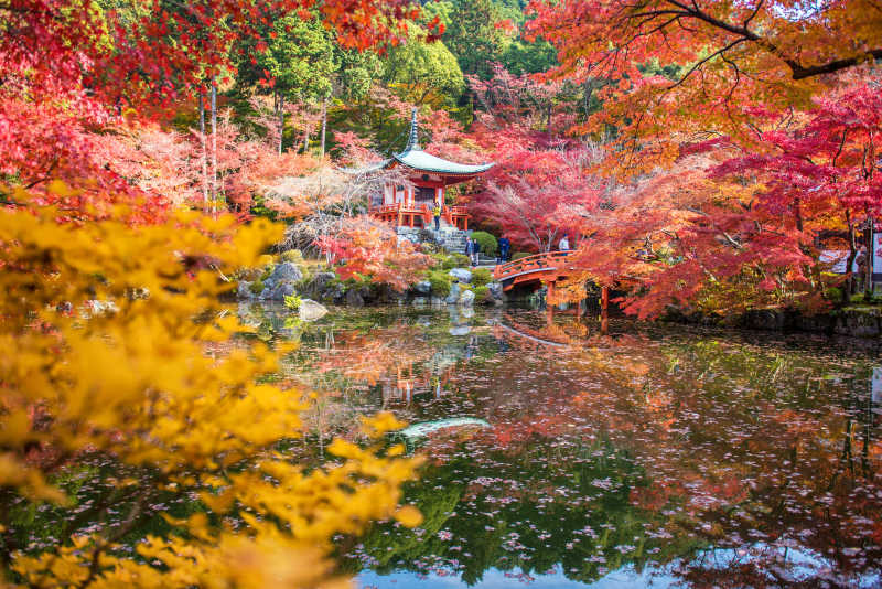 美丽的秋枫树风景