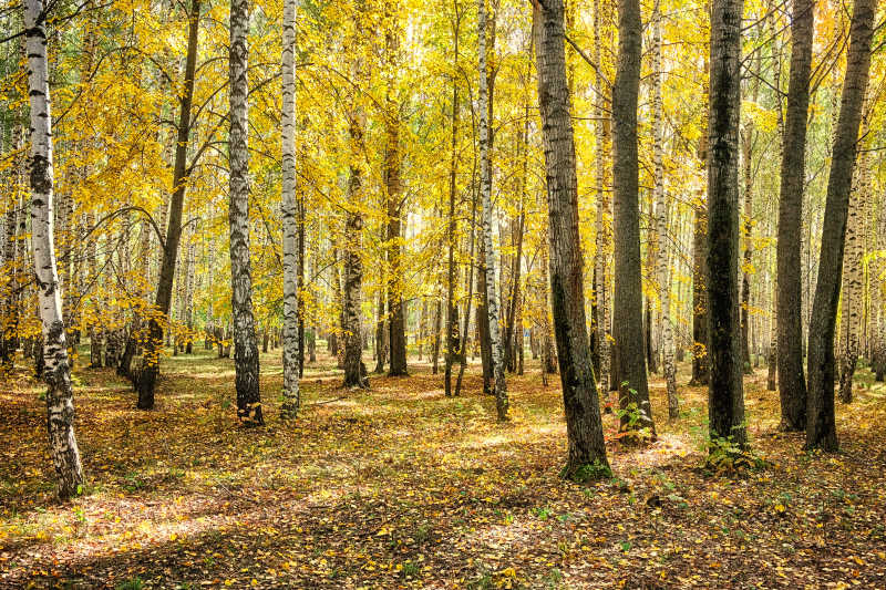 森林里金色的秋天