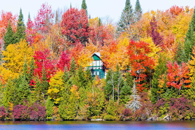 美丽的秋季森林里的小木屋