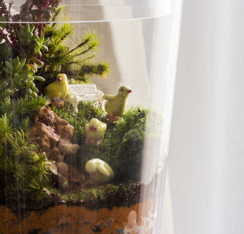 玻璃罐里的迷你花园装饰盆栽