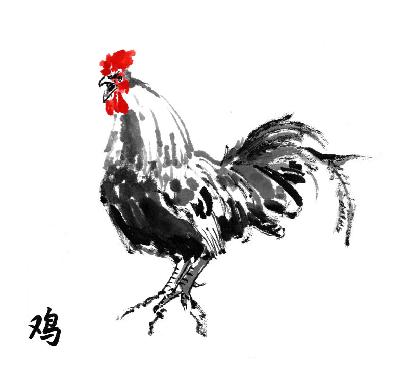 白色背景上的公鸡插画