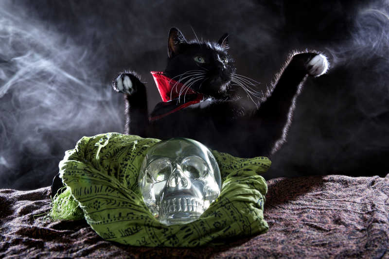 黑暗背景上的穿着披肩的黑猫和一个放在绿布上的水晶头骨